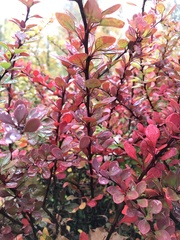 Berberis