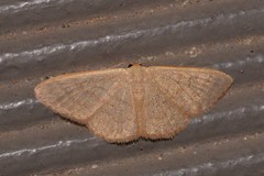 Idaea uniformis