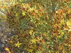 Hypericum triquetrifolium