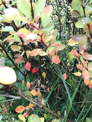 Berberis