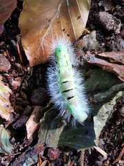 Calliteara pudibunda