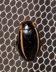 Hydaticus quadrivittatus