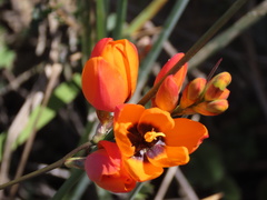 Ixia calendulacea