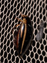 Hydaticus quadrivittatus
