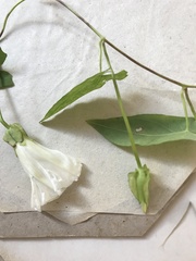 Calystegia sepium