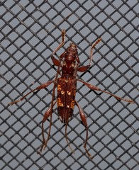 Coptocercus biguttatus