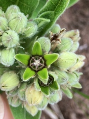 Raphionacme galpinii