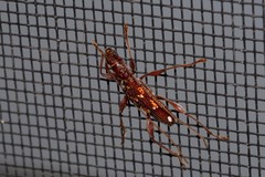 Coptocercus biguttatus