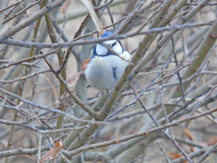 Cyanistes caeruleus × cyanus