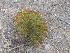 Hypericum triquetrifolium