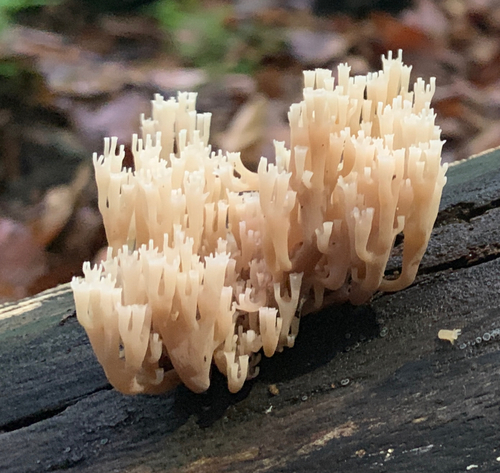 Korunovec svietnikovitý (Artomyces pyxidatus)
