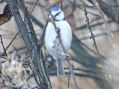 Cyanistes caeruleus × cyanus