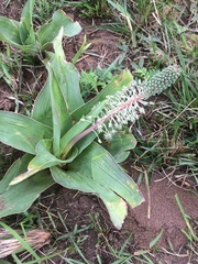 Ledebouria zebrina
