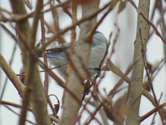 Cyanistes caeruleus × cyanus