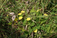 Camonea umbellata