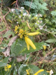 Verbesina alternifolia