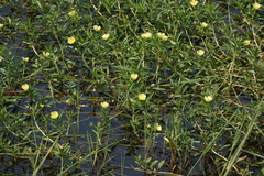 Ludwigia taiwanensis