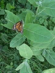 Danaus plexippus