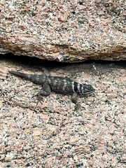 Sceloporus poinsettii