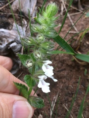 Stachys natalensis