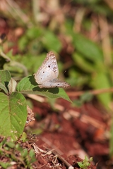 Anartia jatrophae