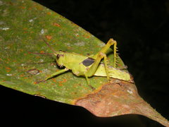 Agriacris