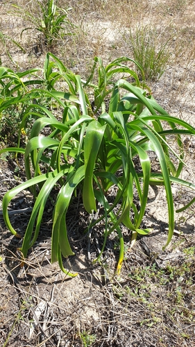 Image of Crinum flaccidum by (c) Andrew Thornhill, some rights reserved (CC BY)