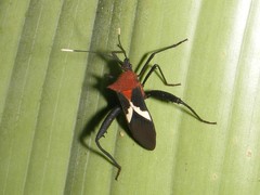 Leptoscelis militaris