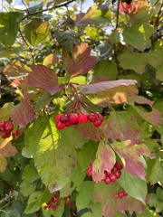 Viburnum opulus