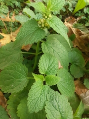 Lamium album
