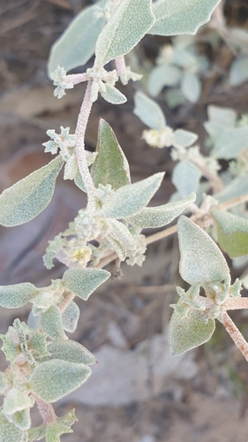 Atriplex limbata (Atriplex limbata)