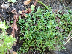 Lobelia eckloniana