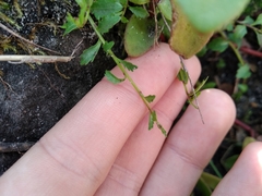 Lobelia eckloniana