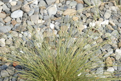 Fimbristylis polytrichoides