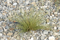 Fimbristylis polytrichoides