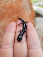 Plethodon cylindraceus