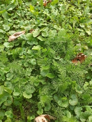 Achillea millefolium