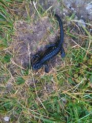 Salamandra atra