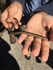 Thamnophis saurita septentrionalis
