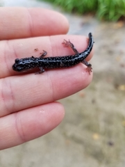 Plethodon cylindraceus