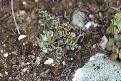 Albuca viscosa