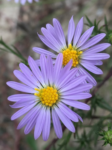 Symphyotrichum kentuckiense (Britton) Medley