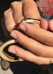 Thamnophis saurita septentrionalis