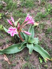 Crinum stuhlmannii delagoense