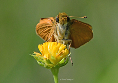 Hesperia meskei straton