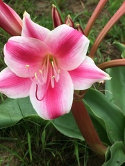 Crinum stuhlmannii delagoense