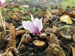 Cyclamen