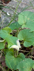 Dasineura violahirtae