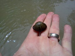 Truncilla donaciformis