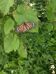 Danaus plexippus